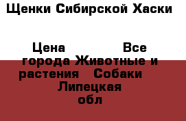 Щенки Сибирской Хаски › Цена ­ 20 000 - Все города Животные и растения » Собаки   . Липецкая обл.